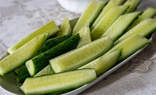 Kunnen muizen komkommers eten? Wat je moet weten