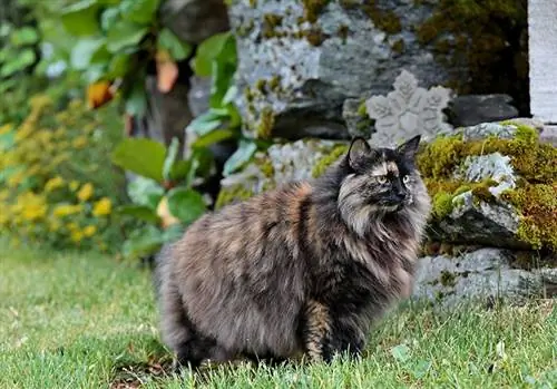 Vėžlio kiauto Norvegijos miško katė: faktai, kilmė & Istorija (su nuotraukomis)