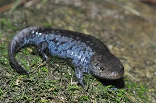 9 salamandrov, najdenih v Mainu (s slikami)