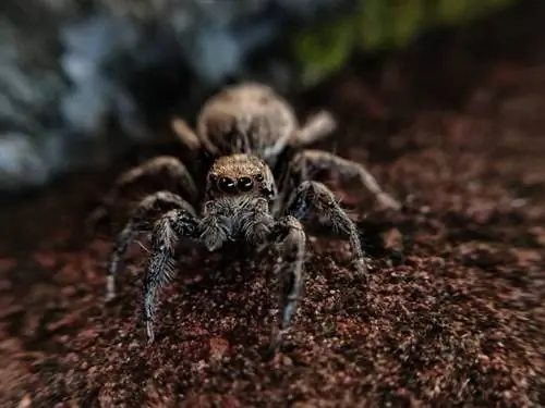8 spinnen gevonden in Maryland (met foto's)