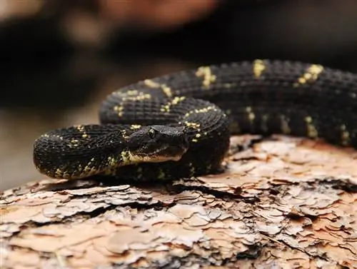10 slanger fundet i Arizona (med billeder)
