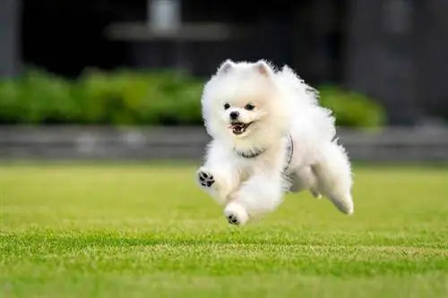 Hvor hurtigt kan Pomeranians løbe? Fakta & ofte stillede spørgsmål