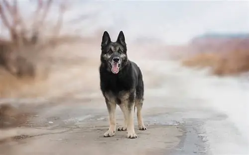 Gumagawa ba ng Mabuting Alagang Hayop ang mga German Shepherds? Mga Katotohanan & Mga Tip