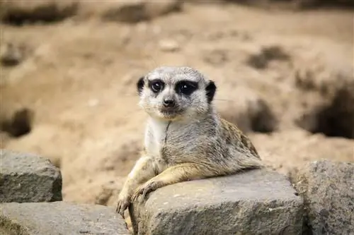 ¿Los suricatos son buenas mascotas? Legalidad, Atención & Más