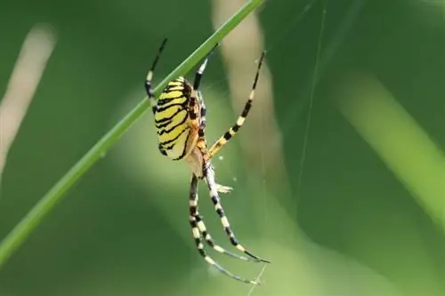 ছবি