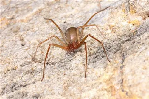 12 arañas encontradas en Nueva York (con imágenes)