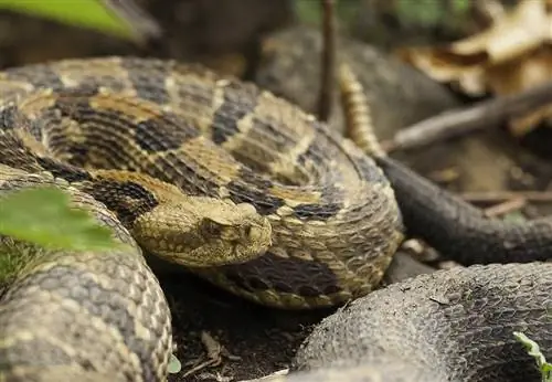 Hur man berättar om en orm är gravid: Dräktighet & Tecken att se efter