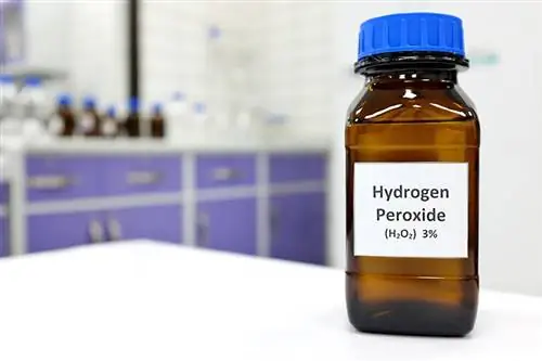 Kuv puas tuaj yeem siv Hydrogen Peroxide ntawm kuv tus miv? Vet-pom tawm tswv yim
