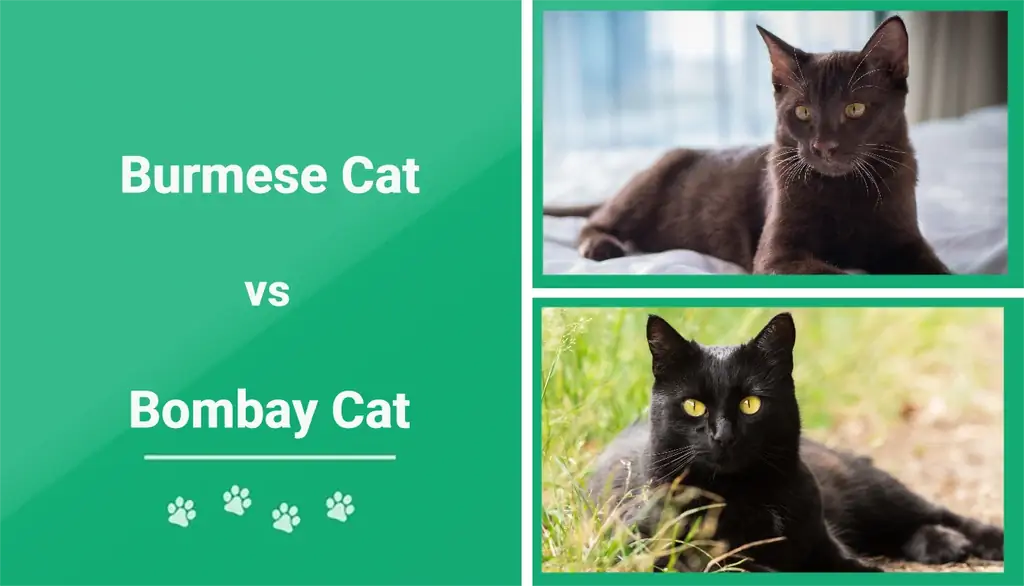 Burmese vs Bombay Cat: The Differences (Med bilder)