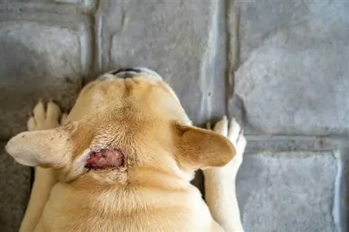 Hogyan kell kezelni & A forró foltok megelőzése kutyáknál (állatorvos válasza)
