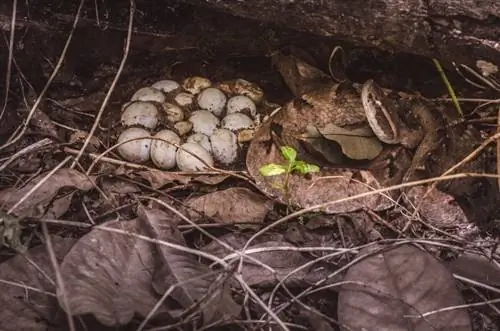 Wie viele Eier legt eine Schlange & Wie viele überleben?
