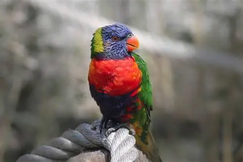 Rainbow Lorikeet: Datos, Dieta, Hábitat & Cuidado (con imágenes)