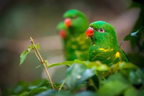 Lorikeet med skællende bryster: Fakta, kost & Pleje (med billeder)