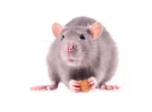 Kunnen muizen amandelen eten? Wat je moet weten