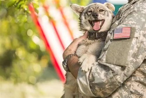 Национальный день домашних животных для ветеранов 2023: когда он наступит & Как его отмечают