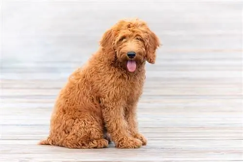 Goldendoodle (Golden Retriever & Puodle Mix) Маалымат, Сүрөттөр, Породалар боюнча гид & Дагы