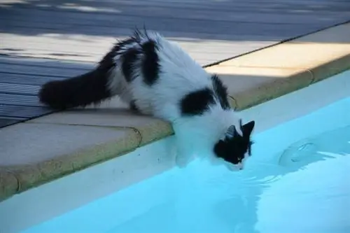 Jak udržet vaši kočku v bezpečí u bazénu (7 skvělých tipů)