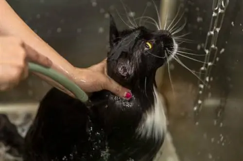 Kako umiti mačko brez šampona? – 10 učinkovitih metod