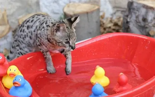 Kann eine Savannah-Katze schwimmen? Fakten & FAQ