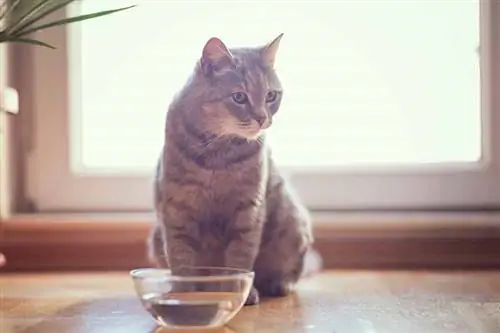 Per què el meu gat no beu aigua? 4 Motius probables