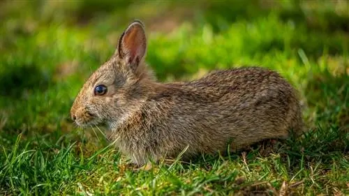 ¿Son los conejos mamíferos? Datos & Preguntas frecuentes