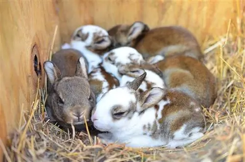 Quants conills hi ha en una camada? Potencial reproductiu explicat