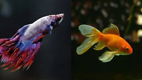 Mogu li ribica Betta i zlatna ribica živjeti zajedno? Objašnjenje zdravlja akvarija