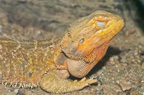 ทำไม Bearded Dragons ถึงปิดตาข้างหนึ่ง & เปิดอีกข้างหนึ่งไว้? 10 เหตุผล