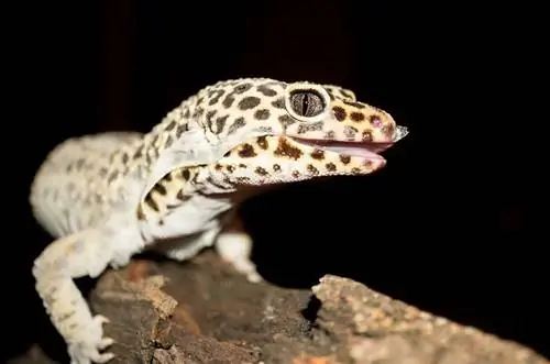 Leopard Gecko Linjanje 101: Koliko često, & Koliko dugo linjaju?