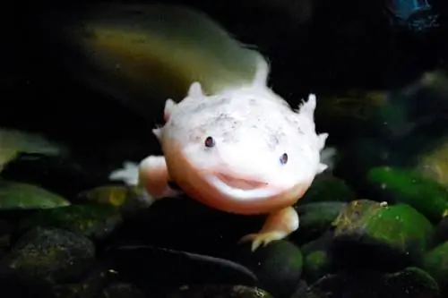 Axolotl ราคาเท่าไหร่? คู่มือราคาปี 2023