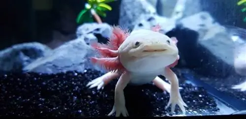 Axolotl: priežiūros lapas, gyvenimo trukmė & Daugiau (su nuotraukomis)