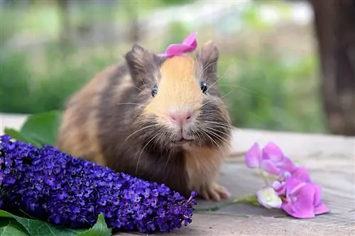 Cómo saber si tu conejillo de Indias está feliz: 9 señales que debes buscar