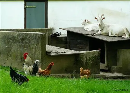 Ar ožkos ir vištos gali gyventi kartu? Paaiškintas suderinamumas