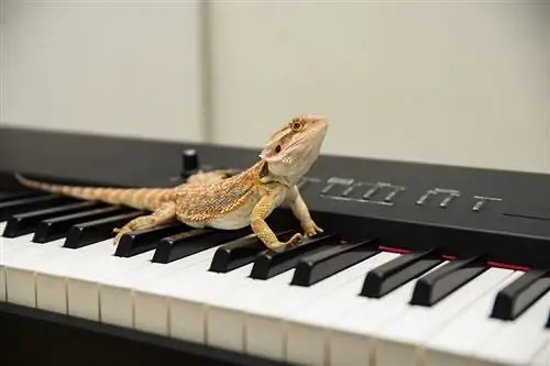 ¿A los dragones barbudos les gusta la música? Preferencia auditiva de los reptiles