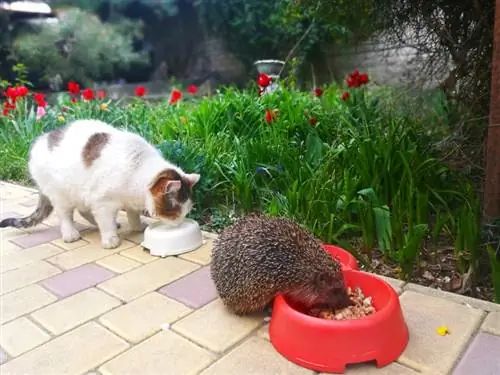 9 nejlepších krmiv & krmiv pro kočky pro ježky v roce 2023 – recenze & nejlepších