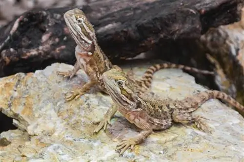 Maaari Mo Bang Pagsamahin ang Dalawang Bearded Dragons? Reptile Cohabitation Ginalugad