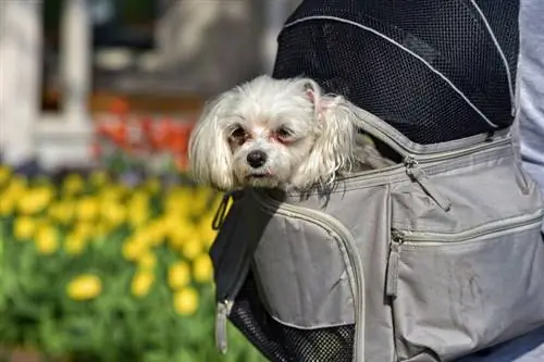 9 nejlepších nosičů psích batohů v roce 2023 – recenze & nejlepších