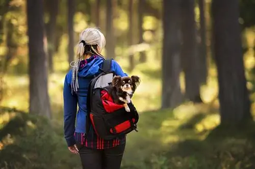 8 melhores mochilas para cães para caminhadas em 2023 – avaliações & principais escolhas