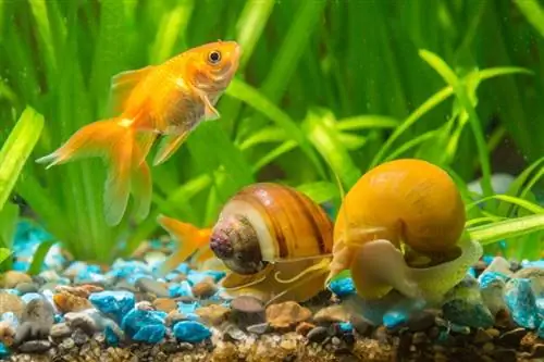 Мистериозни охлюви и златни рибки: могат ли да живеят заедно? Факти & ЧЗВ
