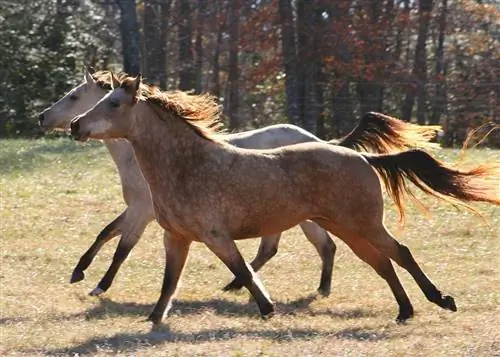 هل يمكن ترويض الخيول البرية؟ الأسئلة الشائعة حول حقائق الخيول &