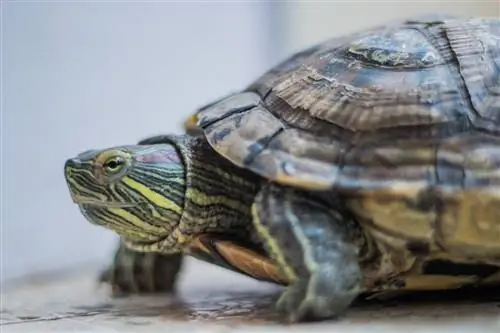 ¿Cuánto tiempo puede aguantar una tortuga de orejas rojas sin agua? Datos & Preguntas frecuentes