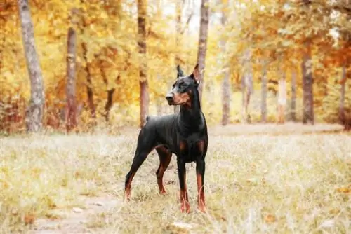 4 razloga zašto je vaš doberman mršav – šta biste trebali znati