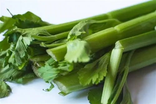 Je, Kuku Wanaweza Kula Celery? Diet & Ushauri wa Afya