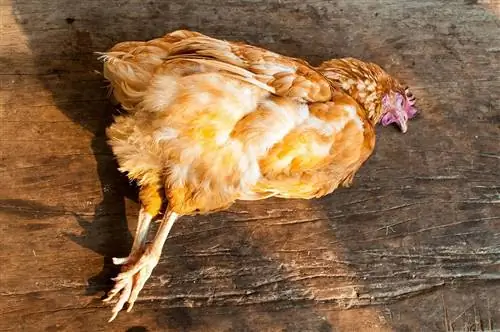 ¿Qué mató a mi pollo? Cómo determinar al asesino