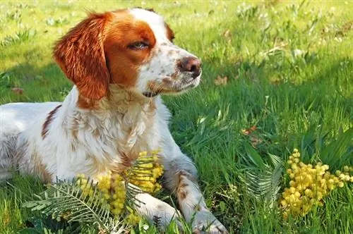 20 pitjors races de gossos per a gent gran i gent gran (amb imatges)