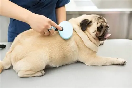 Un pug este hipoalergenic? Fapte revizuite de veterinar & Întrebări frecvente