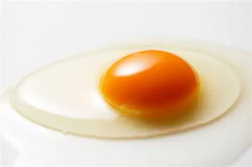 შეუძლიათ თუ არა კატებს უმი კვერცხის ჭამა? ვეტერინარის მიერ დამტკიცებული ფაქტები და ხშირად დასმული კითხვები