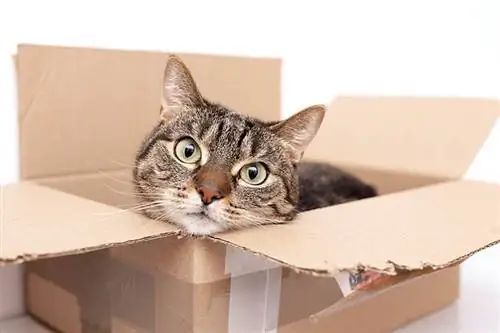12 articles per a la llar que es poden utilitzar com a joguines per a gats (amb imatges)