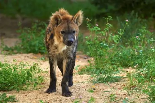 Blir hyener gode kjæledyr? Hva du trenger å vite