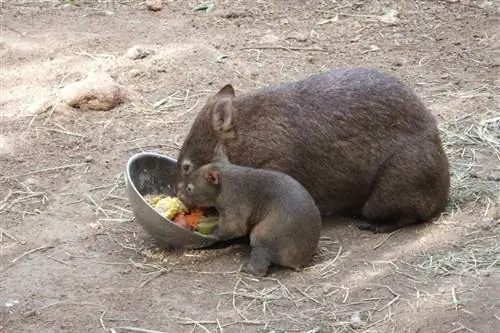 Պատկեր